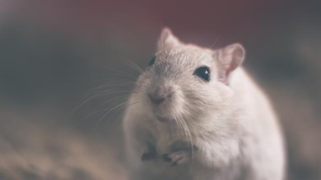 Un topo dal pelo grigio Un topo