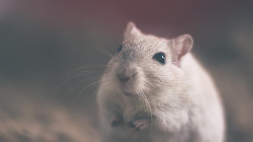 Un topo dal pelo grigio Un topo