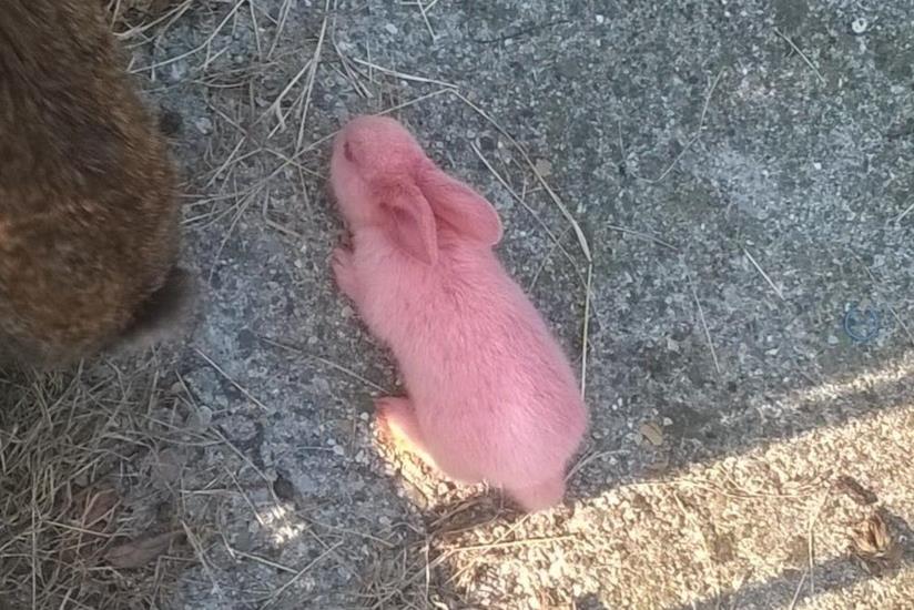 È nato un coniglio rosa in provincia di Brescia Coniglio rosa