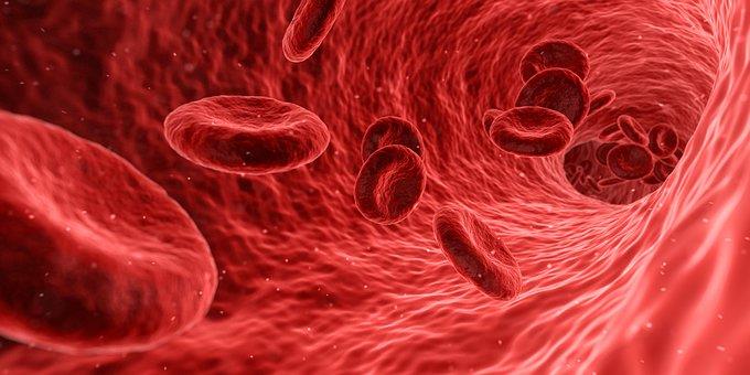 La vitamina B7 aiuta a tenere pulite le arterie La vitamina B7 aiuta a tenere pulite le arterie