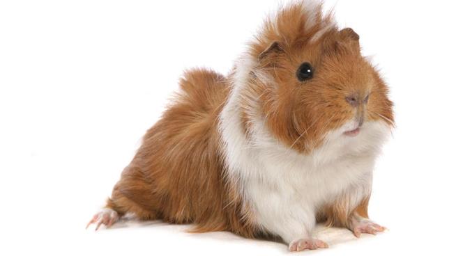 Porcellino d'India americano o cavia americana Porcellino d'India, razza americana