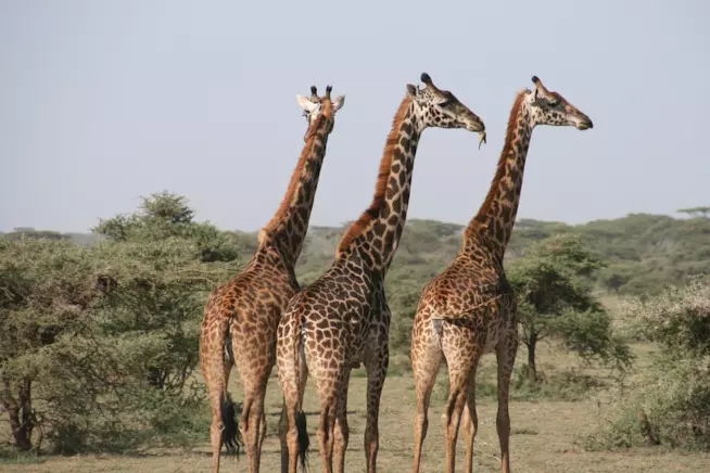 Safari Animal Kingdom Safari Animal Kingdom