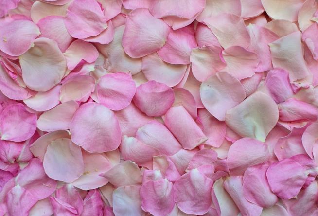 La mostra Pink: The History of a Punk, Pretty, Powerful Color celebrerà il colore rosa Petali Rosa