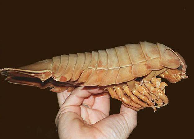 Un pidocchio di mare Pidocchio di mare, crostaceo acquatico