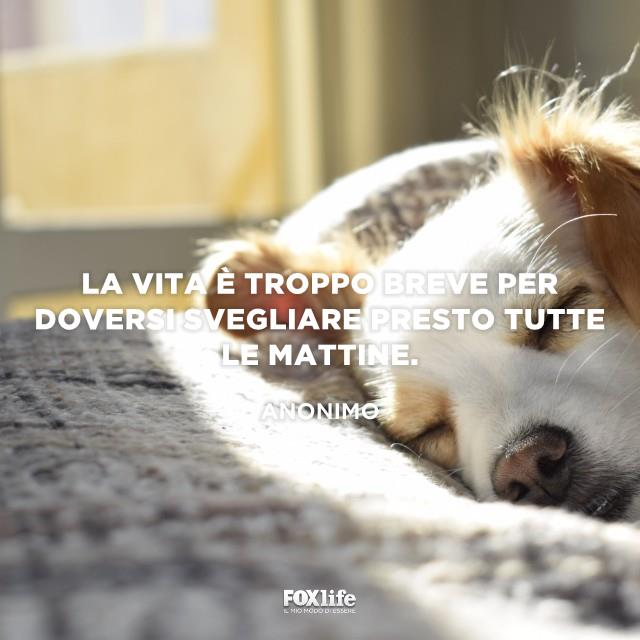 La vita è troppo breve per svegliarsi presto Cucciolo di cane addormentato tra le coperte