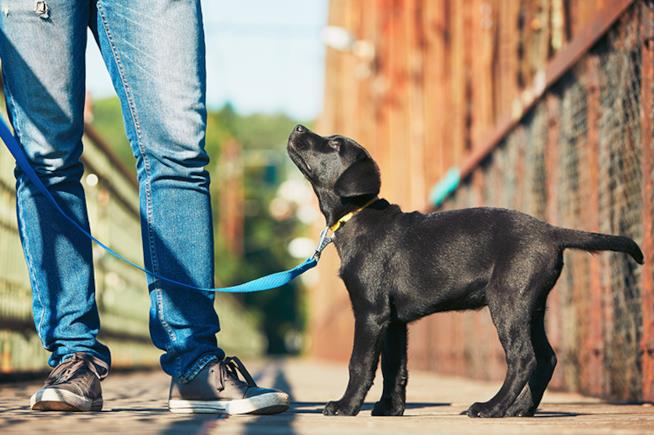 Un cane in passeggiata col padrone L'immagine di un cucciolo a passeggio con il suo padrone