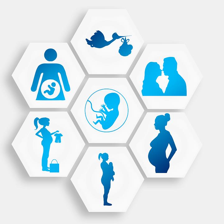Le fasi per il calcolo del periodo fertile La gravidanza nelle sue fasi