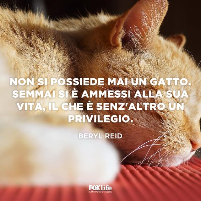 Gatto Reid Gatto dorme raggomitolato