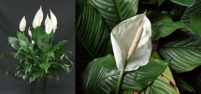 Spatifillo “Mauna Loa” Spathiphyllum "'Mauna Loa'"
