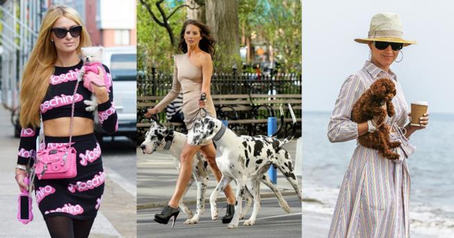 Look delle star per portare a spasso il cane Come vestirsi per la passeggiata con il cane
