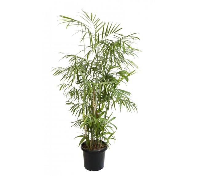 una palma di bambù (Chamaedorea seifritzii) Palma di bambù (Chamaedorea seifritzii) in vaso
