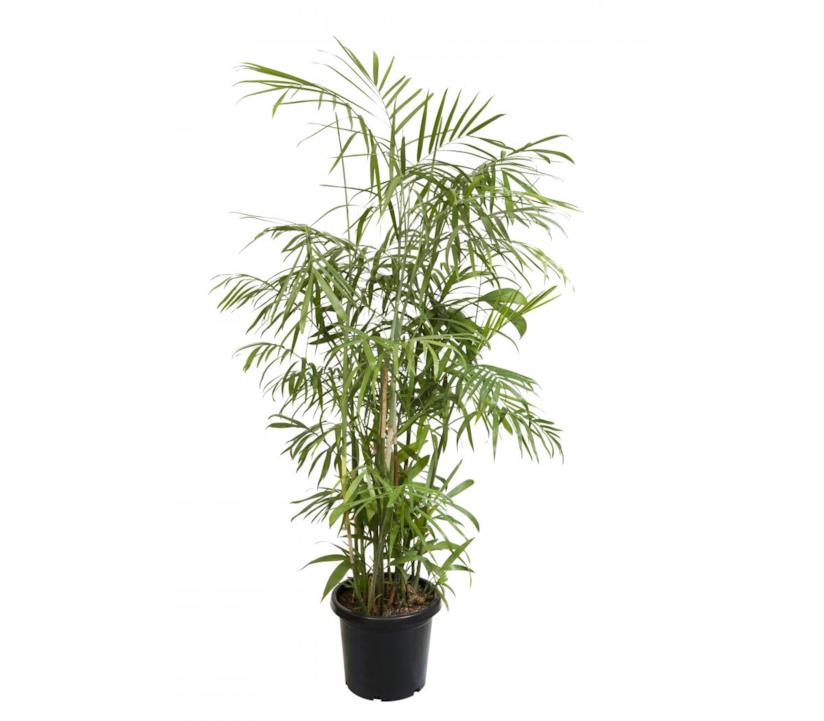una palma di bambù (Chamaedorea seifritzii) Palma di bambù (Chamaedorea seifritzii) in vaso