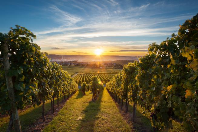 Strade del Vino Vigneti al tramonto