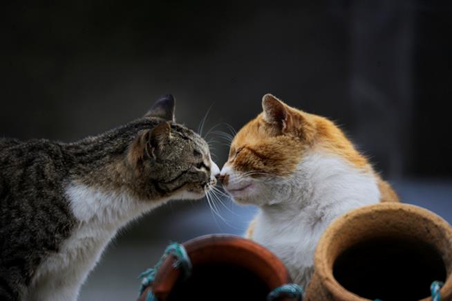 Due gatti che si baciano Due gatti che si baciano in riva al mare