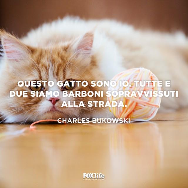 Citazione Bukowski Gatto accucciato a terra