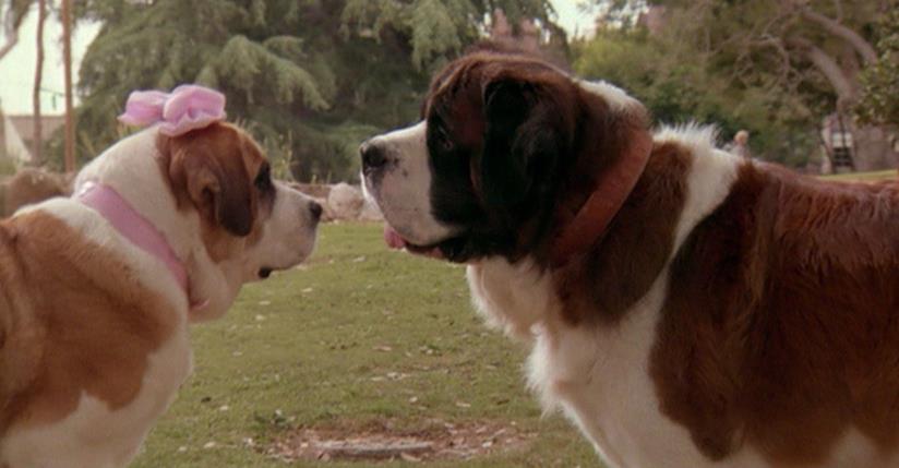 Una scena del film Beethoven Due san bernardo in una scena del film Beethoven
