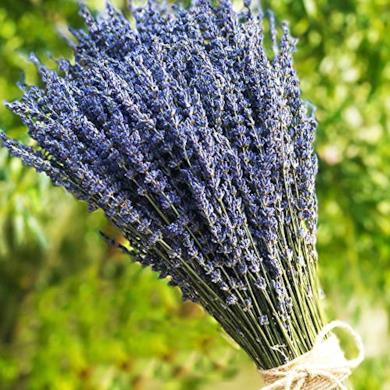Fagioli blu essiccati alla lavanda 100 fusti