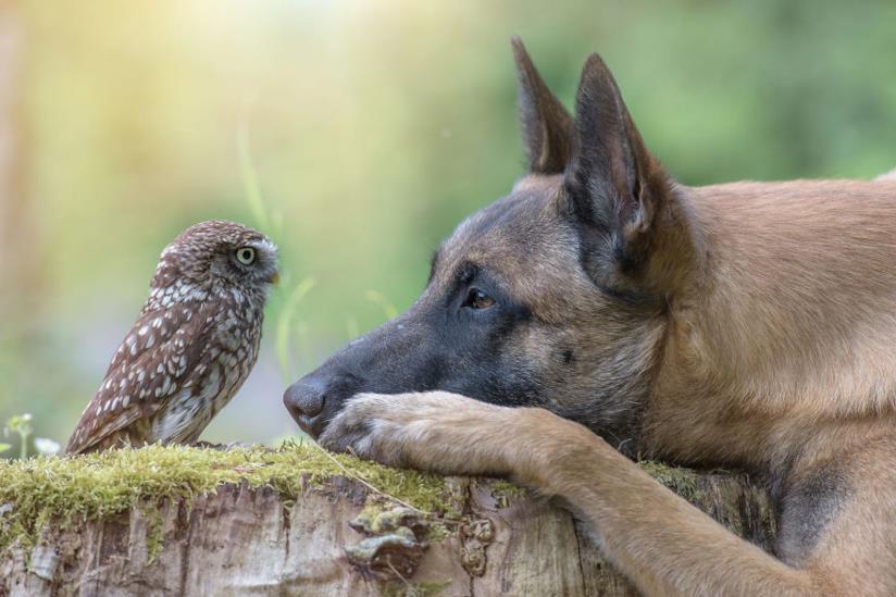 Il cane Ingo guarda il gufo Poldi nella foto di Tanja Brandt Una cane ed un gufo