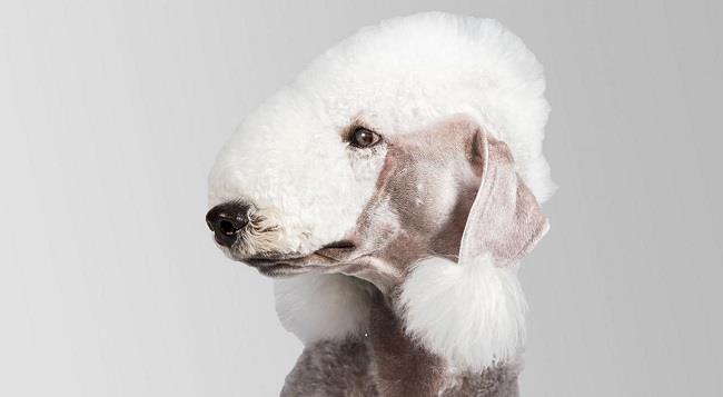 Il Bedlington terrier è uno delle razze più rare al mondo Il Bedlington terrier appartiene a una delle cinque razze più rare