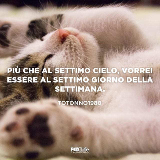 Settimo giorno della settimana Micio che dorme