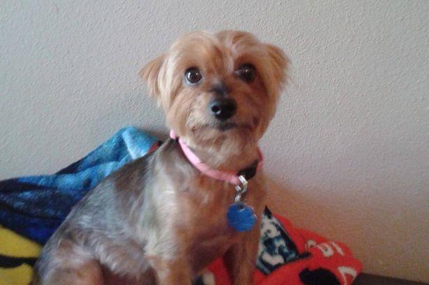 Meha, la cagnolina di Joanie Simpson Una cagnolina col collare rosa