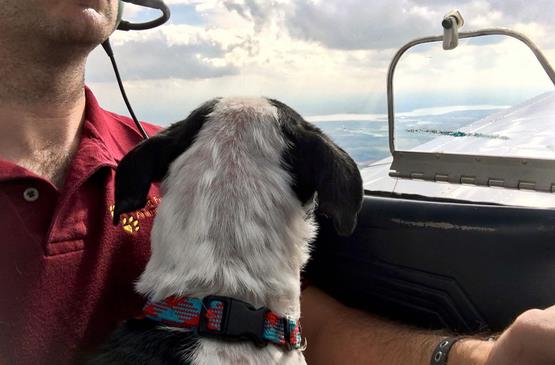 Paul Steklenski mentre salva un cane col suo aereo Paul Steklenski ed un cane in aereo