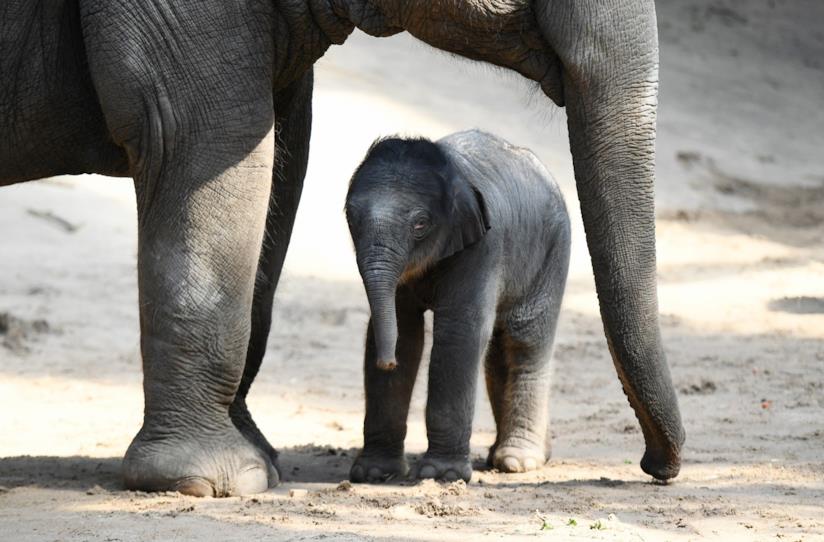 Festa della mamma: auguri anche agli animali e i loro cuccioli Mamma elefante e il suo cucciolo
