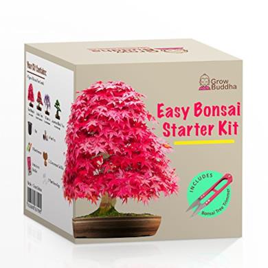Kit di bonsai