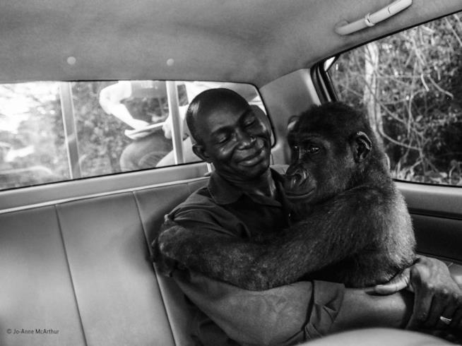 Ecco la foto che ha vinto il Wildlife Photographer of the Year Lo scatto che ha vinto