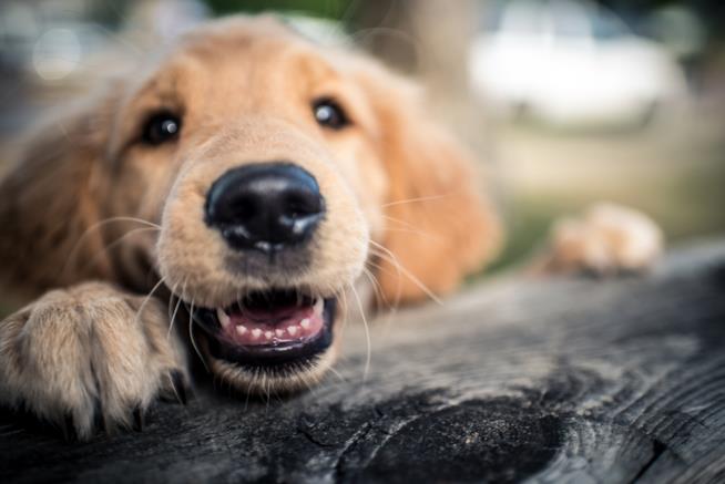I cani odorano le nostre emozioni Un cane