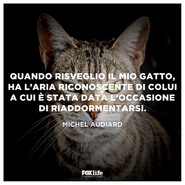 Frase Audiard Primo piano di un gatto perplesso e rabbioso