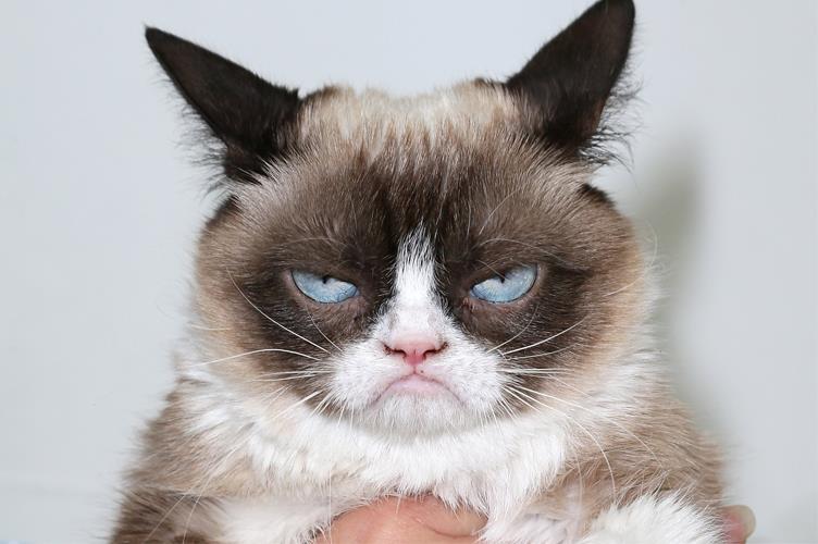 Il gatto Grumpy Cat nella sua immagine più rappresentativa Grampy Cat imbronciato