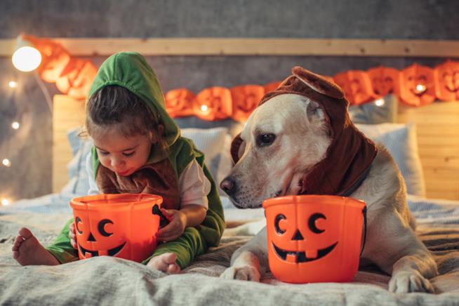 Halloween: idee per passarlo con i bambini Zucche