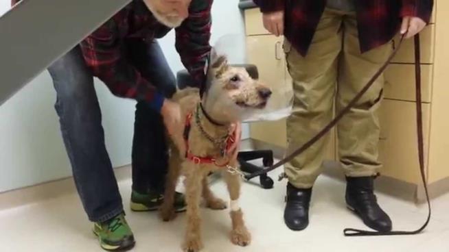 Duffy, l'Irish terrier che ha recuperato la vista L'Irish terrier Duffy quando rivede la sua famiglia nella clinica veterinaria