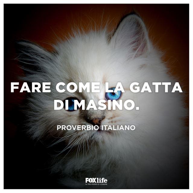 Proverbio italiano sui gatti Muso di gatto bianco con occhi azzurri