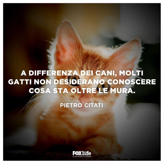 Frase Citati Primo piano di un micino rosso