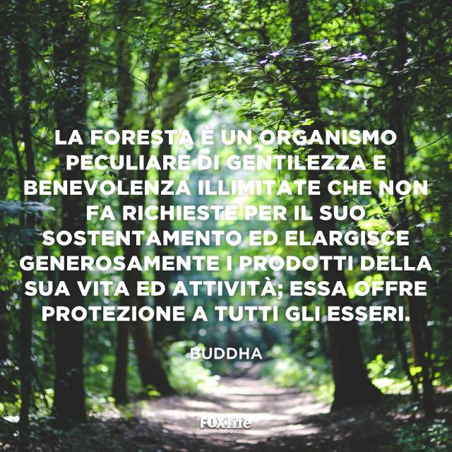 Citazione Buddha sulla foresta Bosco in penombra