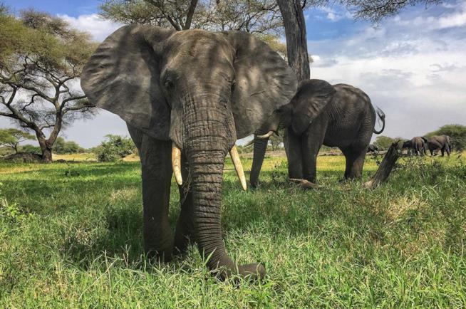 Safari tra gli elefanti in Africa Offerte per safari in Africa