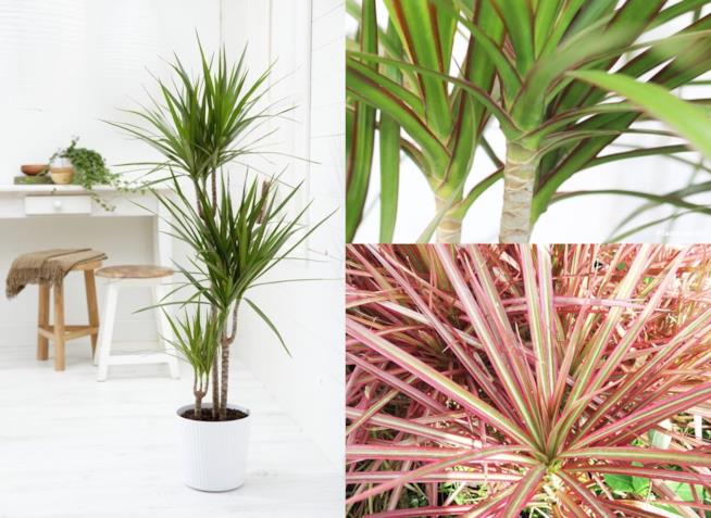 Dracaena marginata Dracene del tipo Marginata