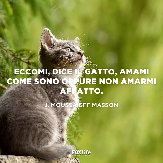 GATTI BUFFI DA SCARICA