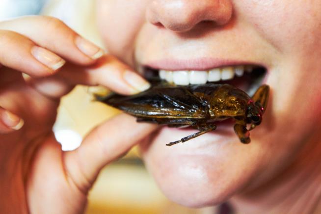 Una donna mangia un insetto La bocca di una donna che sta per mangiare un insetto