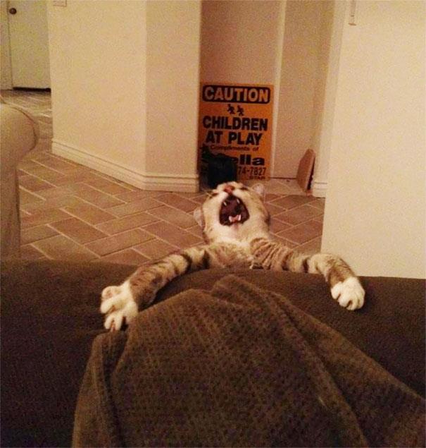 Gatto che si aggrappa alla coperta del letto Gatto che si aggrappa al letto