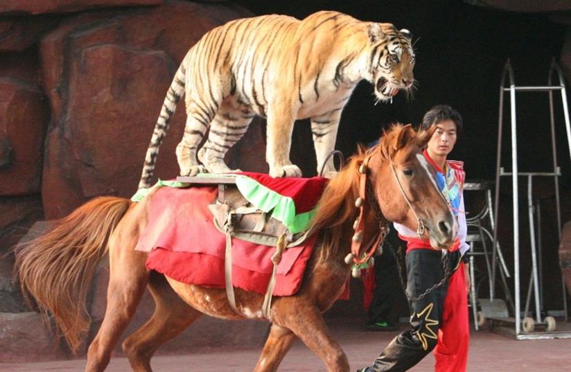 Una tigre e un cavallo in un circo Un tigre ritta in sella sopra ad un cavallo in un circo