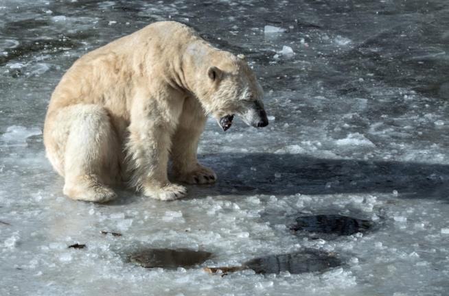 Orso polare un orso polare sul ghiaccio