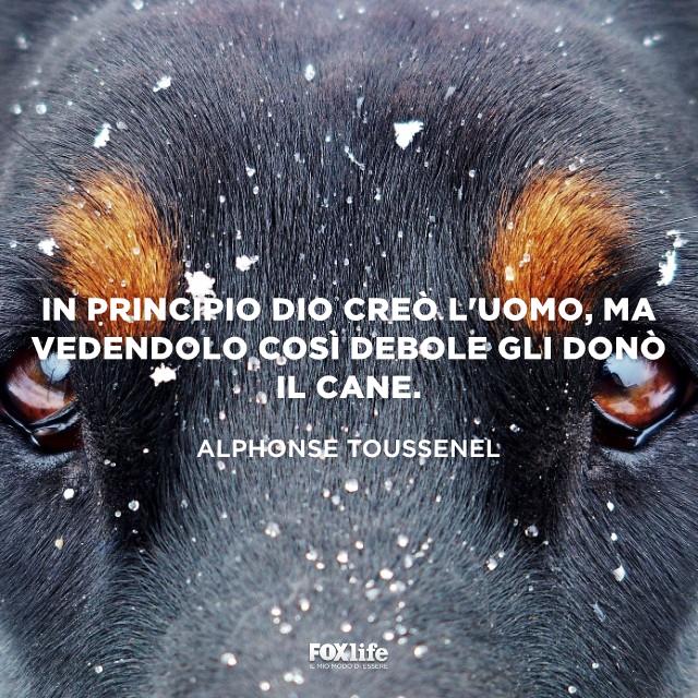 Frase Toussenel Primo piano occhi di un cane