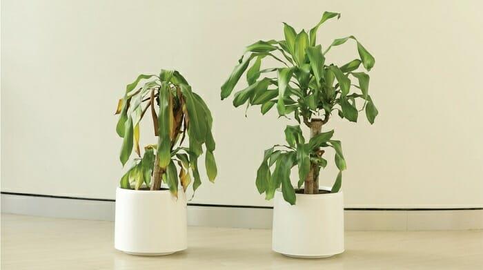 Le due piante sottoposte all'esperimento Bully a plant Due piante alla fine dell'esperimento Bully a Plant di Ikea