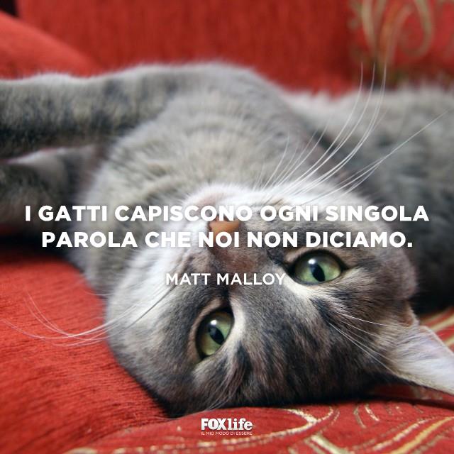 Frase Matt Malloy Gatto grigio sul letto