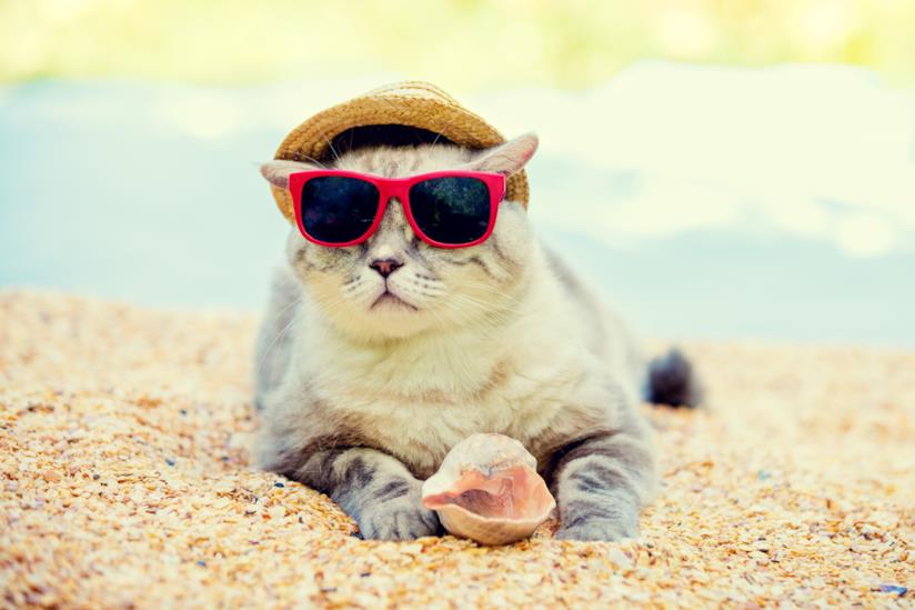Le mete per gli amanti dei gatti 12 viaggi per chi ama i gatti