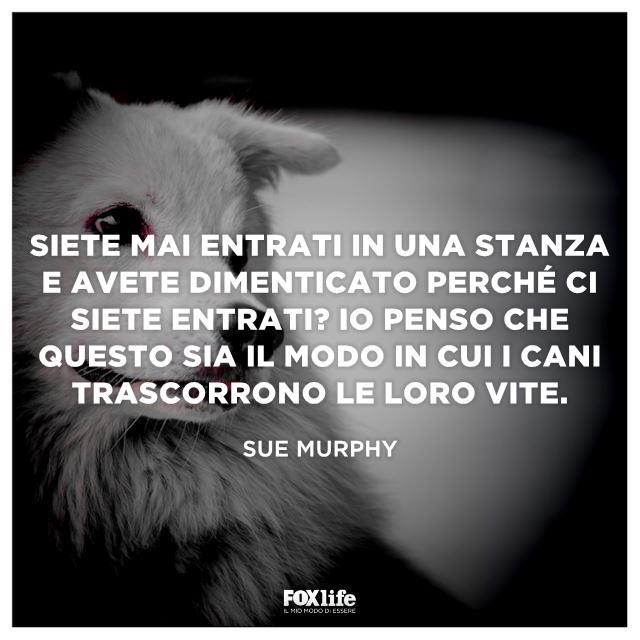 Frase Sue Primo piano di un cane
