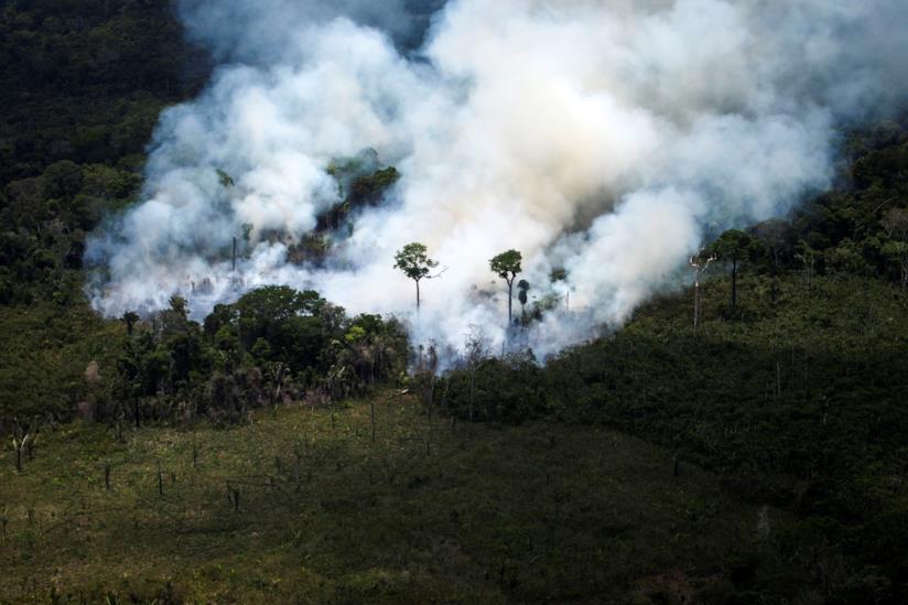 Iginio Massari e il dolce per gli incendi che stanno martoriando la foresta dell'Amazzonia. La foresta dell'Amazzonia in fiamme.